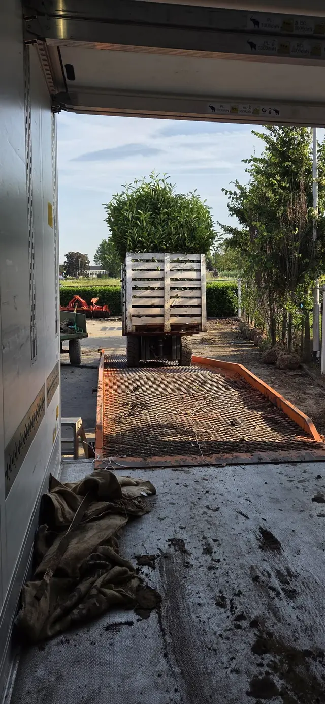 Încărcarea plantelor la pepinieră