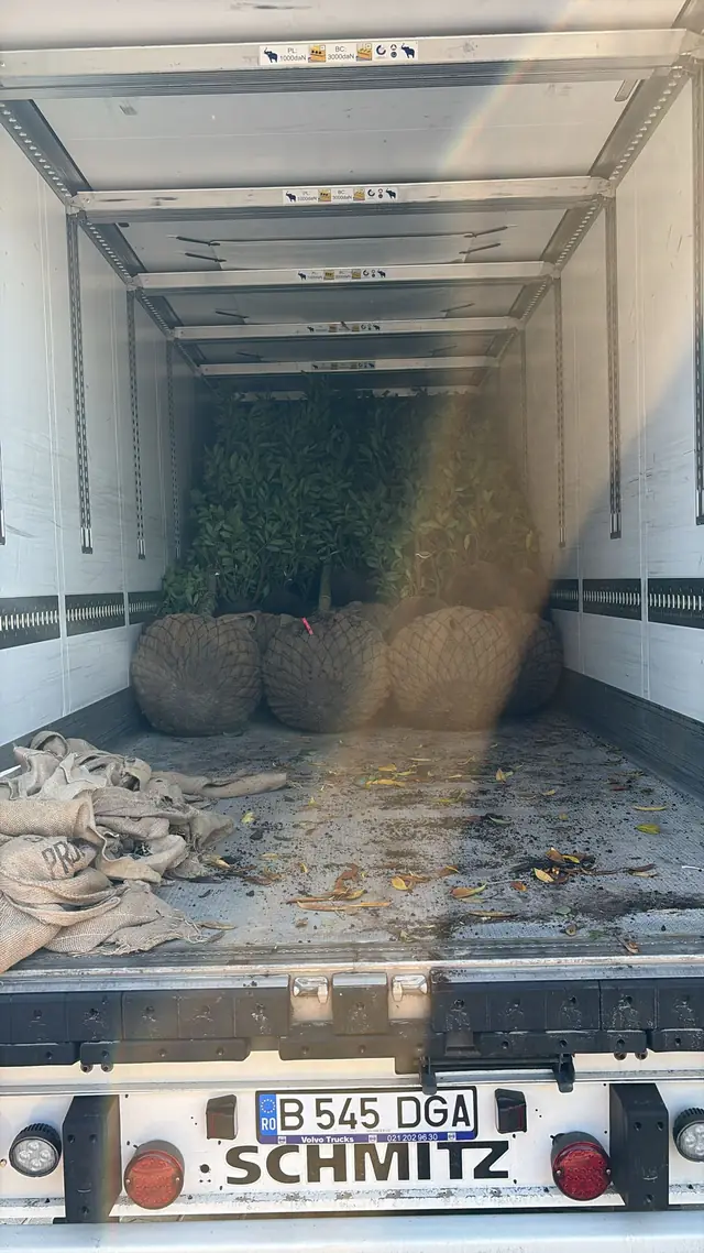 Interiorul reefer-ului cu material săditor